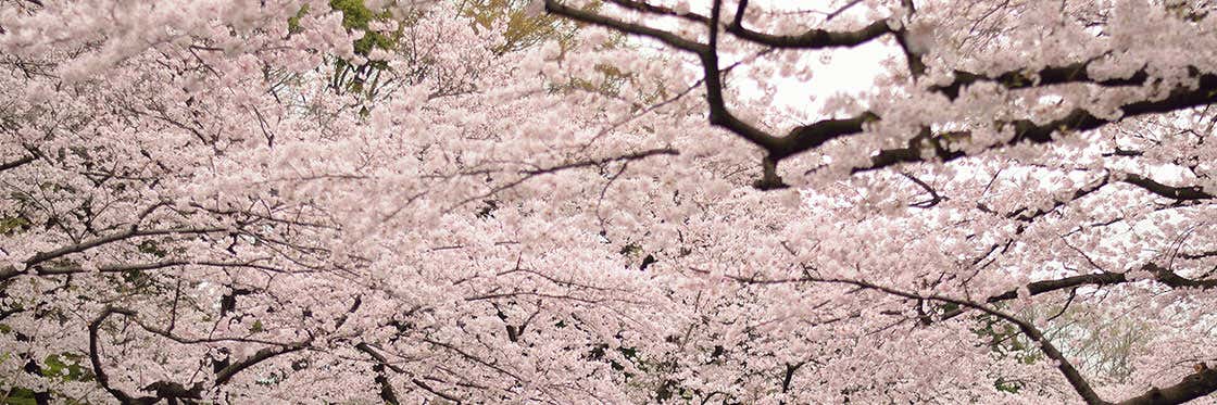 Parc d'Ueno